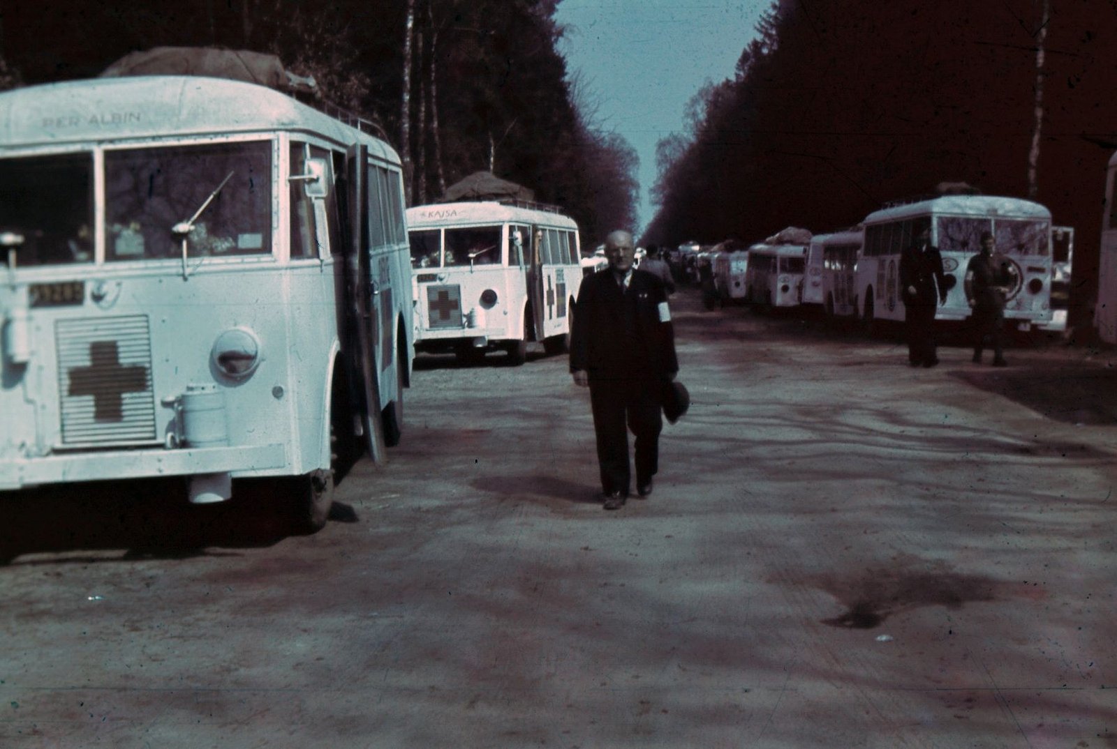 Swedish and Danish Red Cross buses painted white and lined along a wooded road at Friedrichsruh, Germany, in 1945.